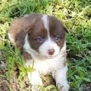 Meet your Posher, Casey